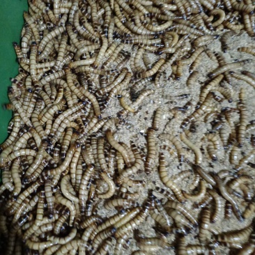 大麦虫蛋白虫