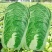 东阳50白菜苗油绿三号白菜苗绿霸白菜苗免费技术指导包回收