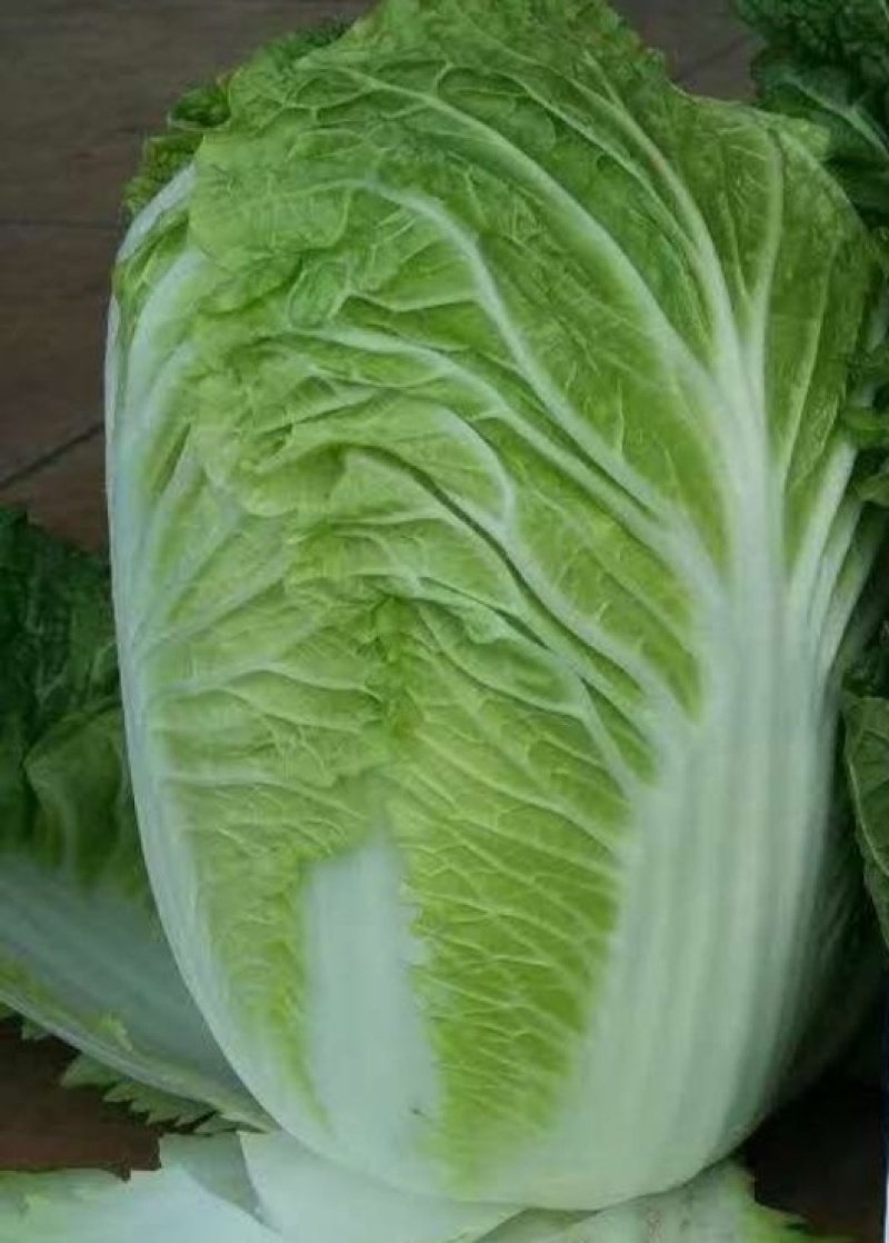 东阳50白菜苗油绿三号白菜苗绿霸白菜苗免费技术指导包回收