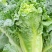 东阳50白菜苗油绿三号白菜苗绿霸白菜苗免费技术指导包回收