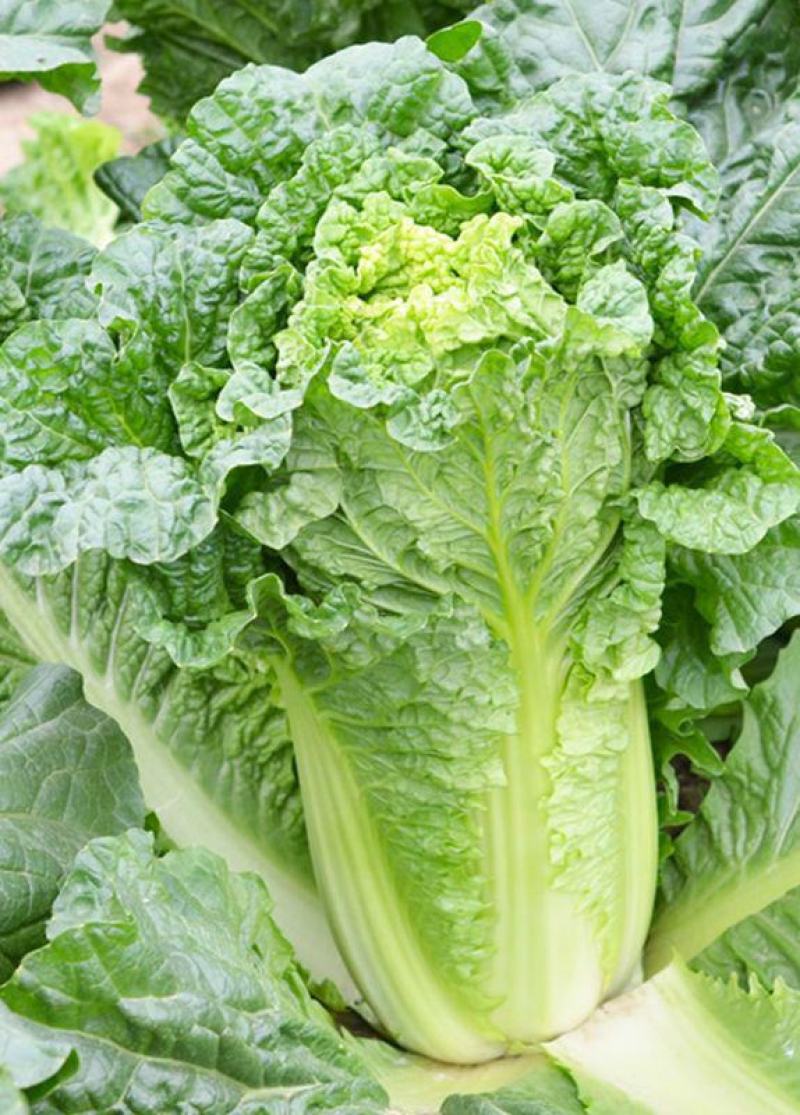东阳50白菜苗油绿三号白菜苗绿霸白菜苗免费技术指导包回收
