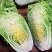东阳50白菜苗油绿三号白菜苗绿霸白菜苗免费技术指导包回收