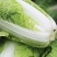 东阳50白菜苗油绿三号白菜苗绿霸白菜苗免费技术指导包回收
