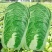 东阳50白菜苗油绿三号白菜苗绿霸白菜苗免费技术指导包回收