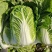 东阳50白菜苗油绿三号白菜苗绿霸白菜苗免费技术指导包回收