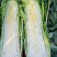 东阳50白菜苗油绿三号白菜苗绿霸白菜苗免费技术指导包回收