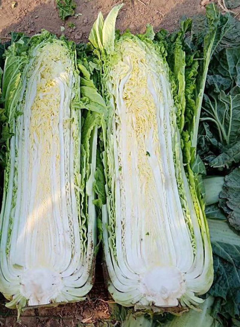东阳50白菜苗油绿三号白菜苗绿霸白菜苗免费技术指导包回收