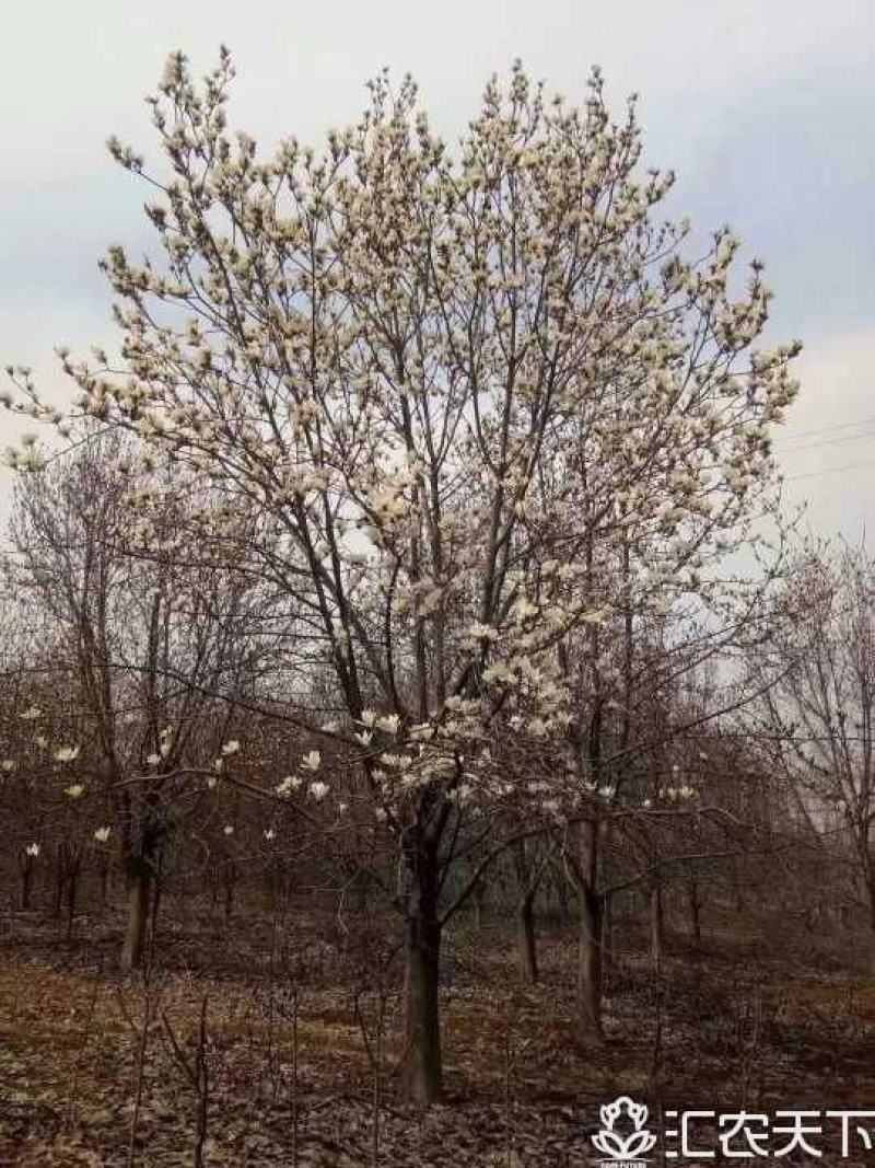 红玉兰，南阳地区供应红白黄紫玉兰15公分