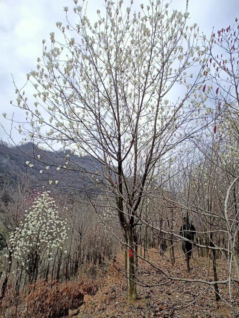 红玉兰，南阳地区供应红白黄紫玉兰15公分