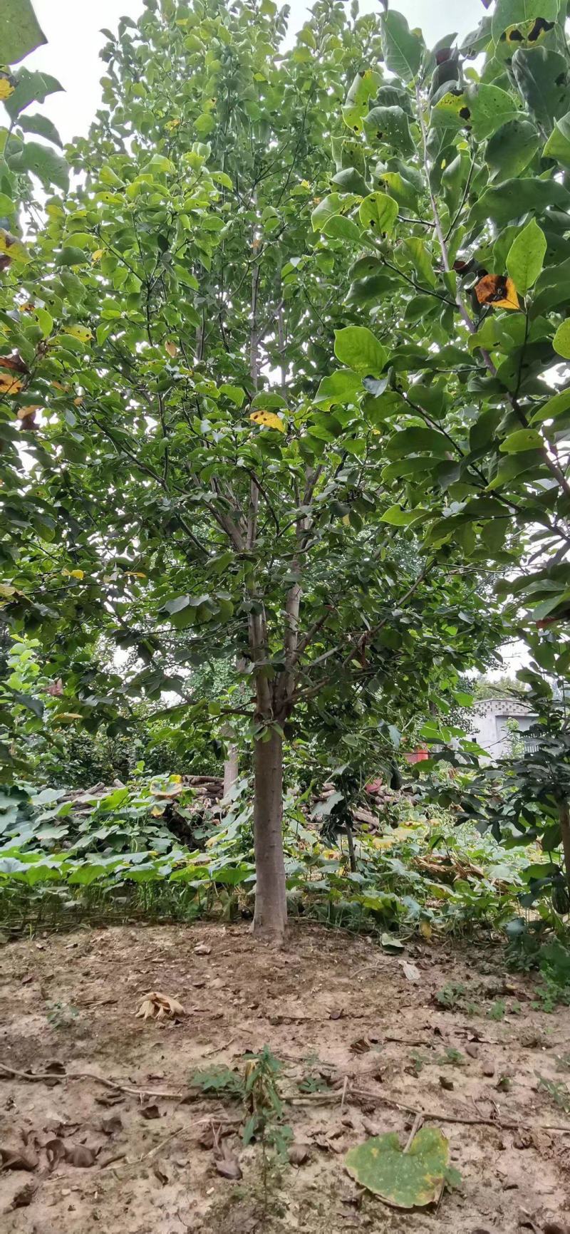 红玉兰，南阳地区供应红白黄紫玉兰15公分
