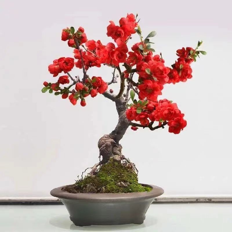 长寿冠海棠带花苞浓香耐寒精品老桩海棠花盆栽地栽