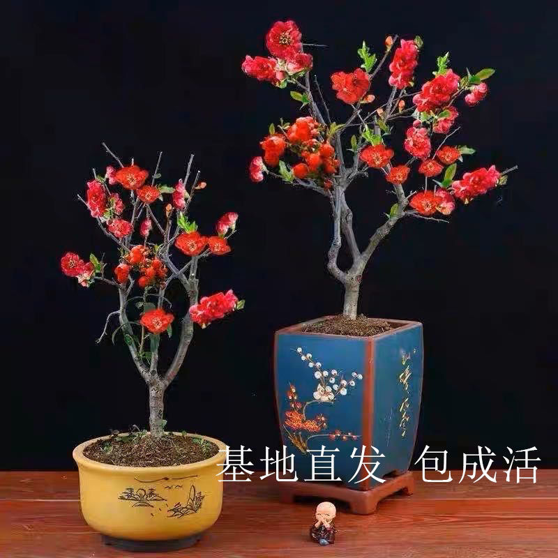 长寿冠海棠带花苞浓香耐寒精品老桩海棠花盆栽地栽