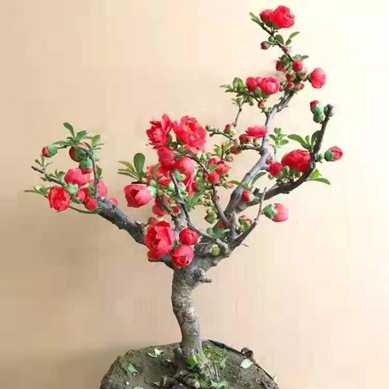 长寿冠海棠带花苞浓香耐寒精品老桩海棠花盆栽地栽
