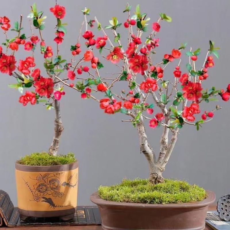 长寿冠海棠带花苞浓香耐寒精品老桩海棠花盆栽地栽