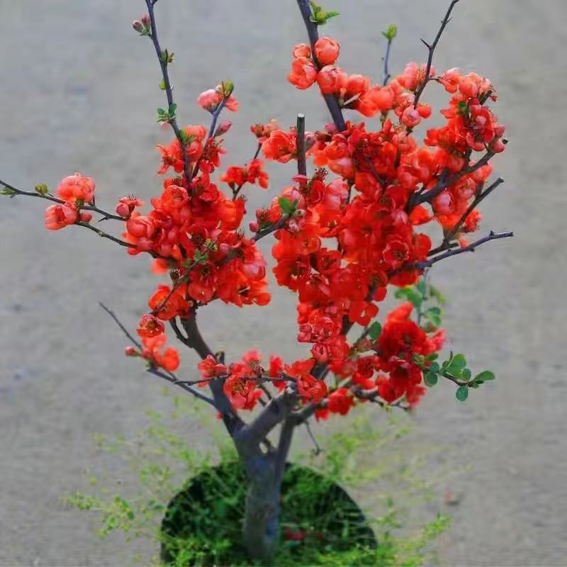 长寿冠海棠带花苞浓香耐寒精品老桩海棠花盆栽地栽