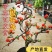 长寿冠海棠带花苞浓香耐寒精品老桩海棠花盆栽地栽