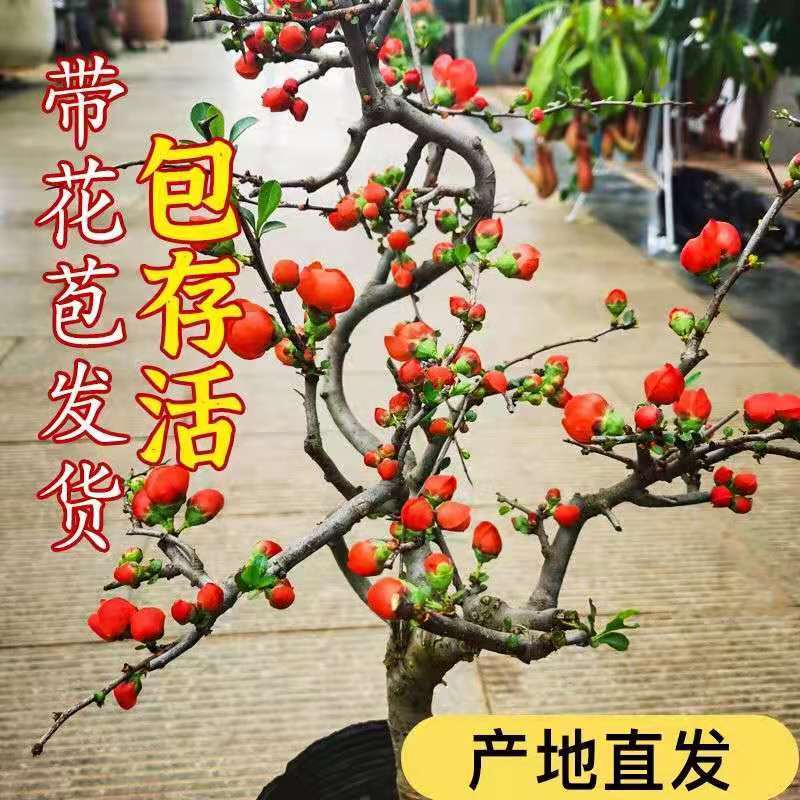 长寿冠海棠带花苞浓香耐寒精品老桩海棠花盆栽地栽
