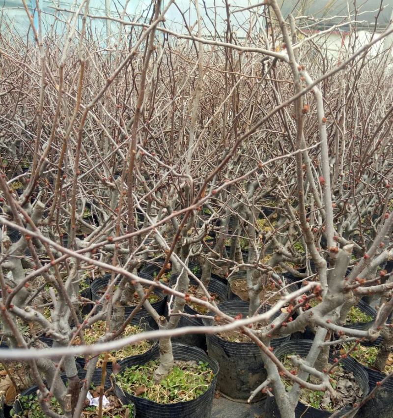 长寿冠海棠带花苞浓香耐寒精品老桩海棠花盆栽地栽