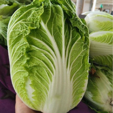 德高101白菜苗吉锦春白菜苗免费技术指导包回收