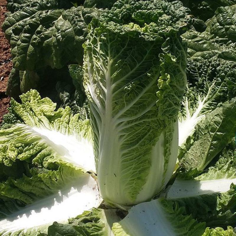 德高101白菜苗吉锦春白菜苗免费技术指导包回收