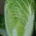 德高101白菜苗吉锦春白菜苗免费技术指导包回收