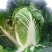 德高101白菜苗吉锦春白菜苗免费技术指导包回收
