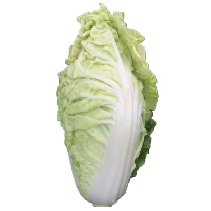 丰抗78白菜苗银丝王苗黄玫瑰白菜苗免费技术指导包回收