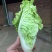 丰抗78白菜苗银丝王苗黄玫瑰白菜苗免费技术指导包回收