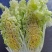 丰抗78白菜苗银丝王苗黄玫瑰白菜苗免费技术指导包回收