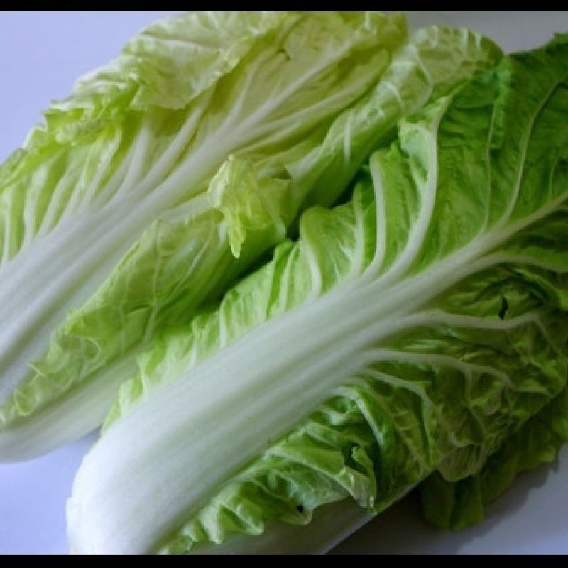 丰抗78白菜苗银丝王苗黄玫瑰白菜苗免费技术指导包回收