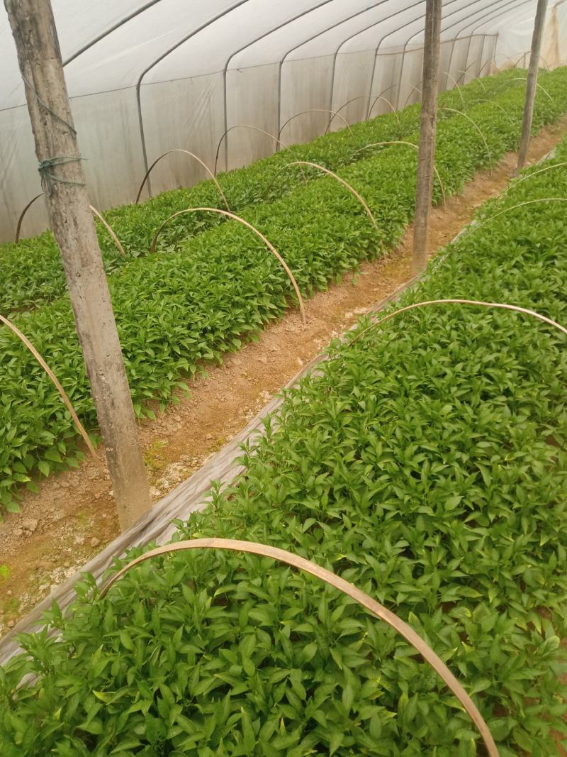 辣椒苗，二荆条辣椒苗，薄皮菜海椒苗；上市了