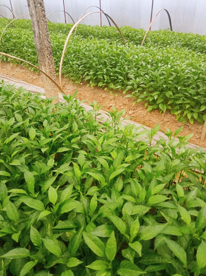 辣椒苗，二荆条辣椒苗，薄皮菜海椒苗；上市了