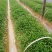 辣椒苗，二荆条辣椒苗，薄皮菜海椒苗；上市了