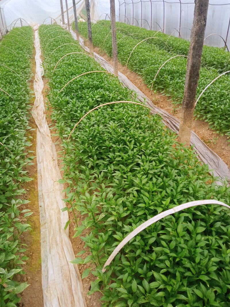 辣椒苗，二荆条辣椒苗，薄皮菜海椒苗；上市了