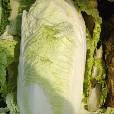 大白菜