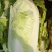 大白菜