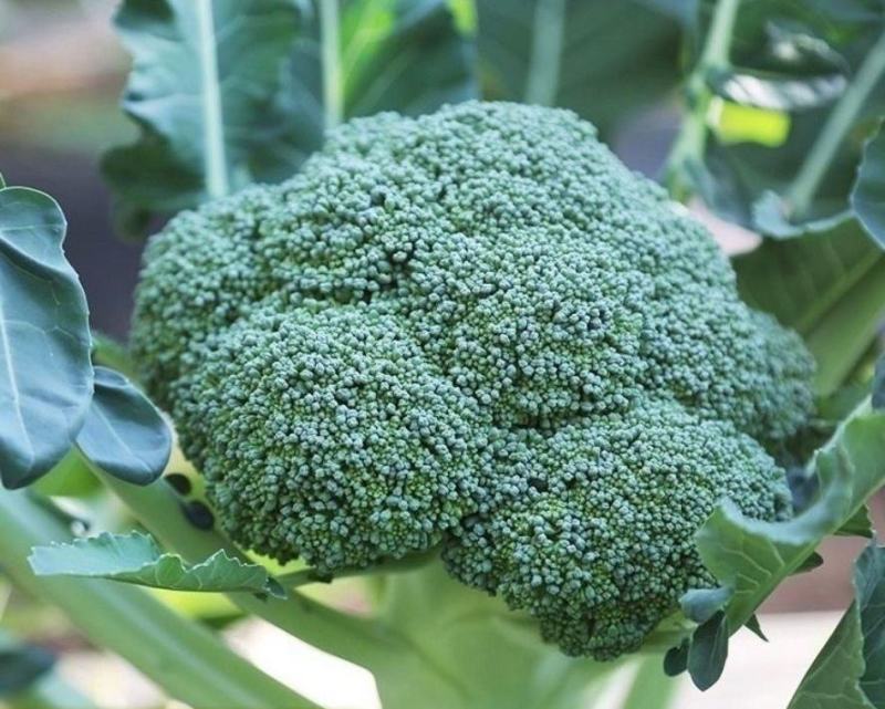 绿翡翠西兰花苗台绿三号西兰花苗格福西兰花苗免费技术指导