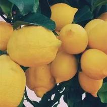黄柠檬安岳柠檬产地供应对接商超批发承接代办一件代发