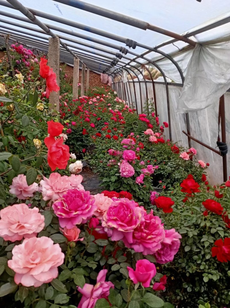 藤本月季，红花蔷薇，浓香爬藤庭院，植物盆栽阳台花卉，藤本