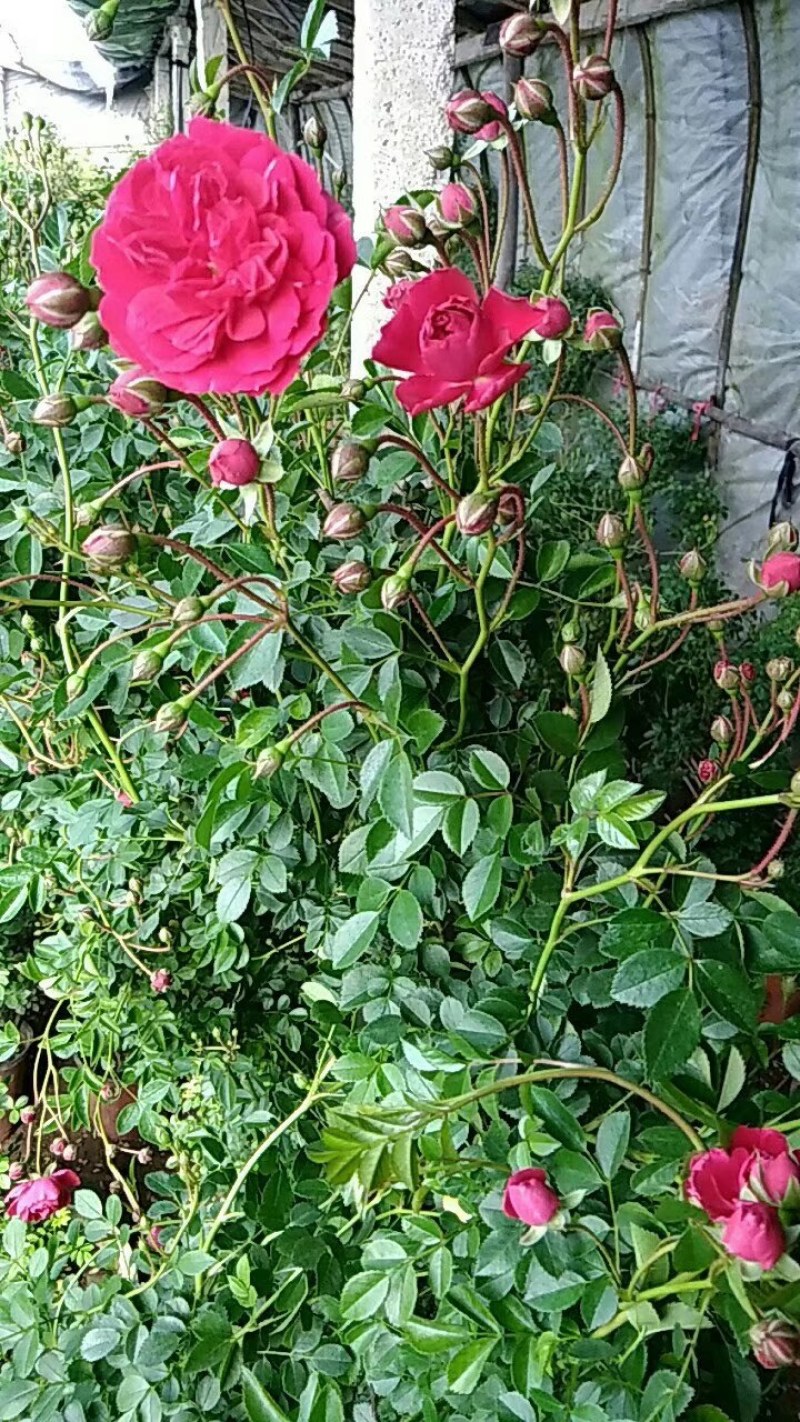 藤本月季，红花蔷薇，浓香爬藤庭院，植物盆栽阳台花卉，藤本