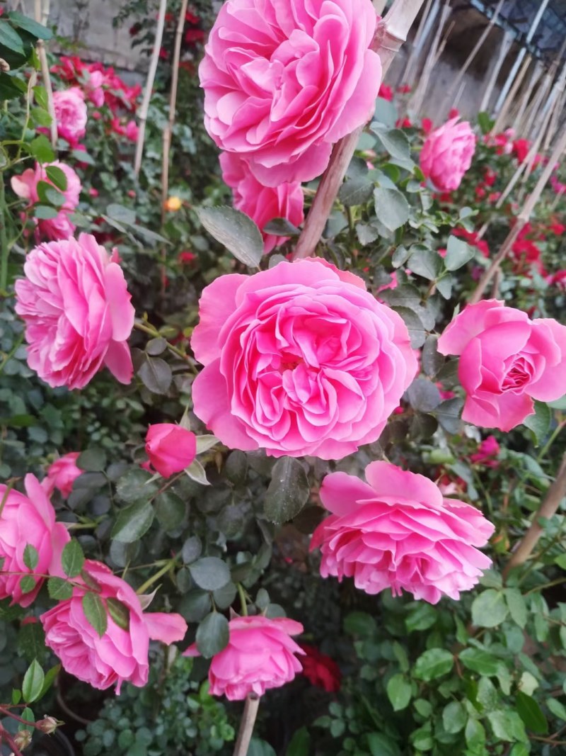 藤本月季，红花蔷薇，浓香爬藤庭院，植物盆栽阳台花卉，藤本