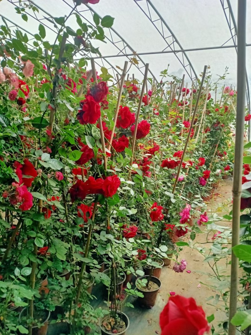 藤本月季，红花蔷薇，浓香爬藤庭院，植物盆栽阳台花卉，藤本