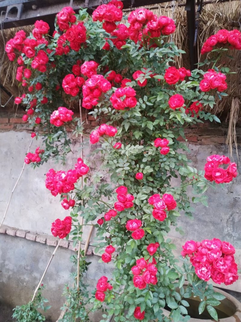 藤本月季，红花蔷薇，浓香爬藤庭院，植物盆栽阳台花卉，藤本