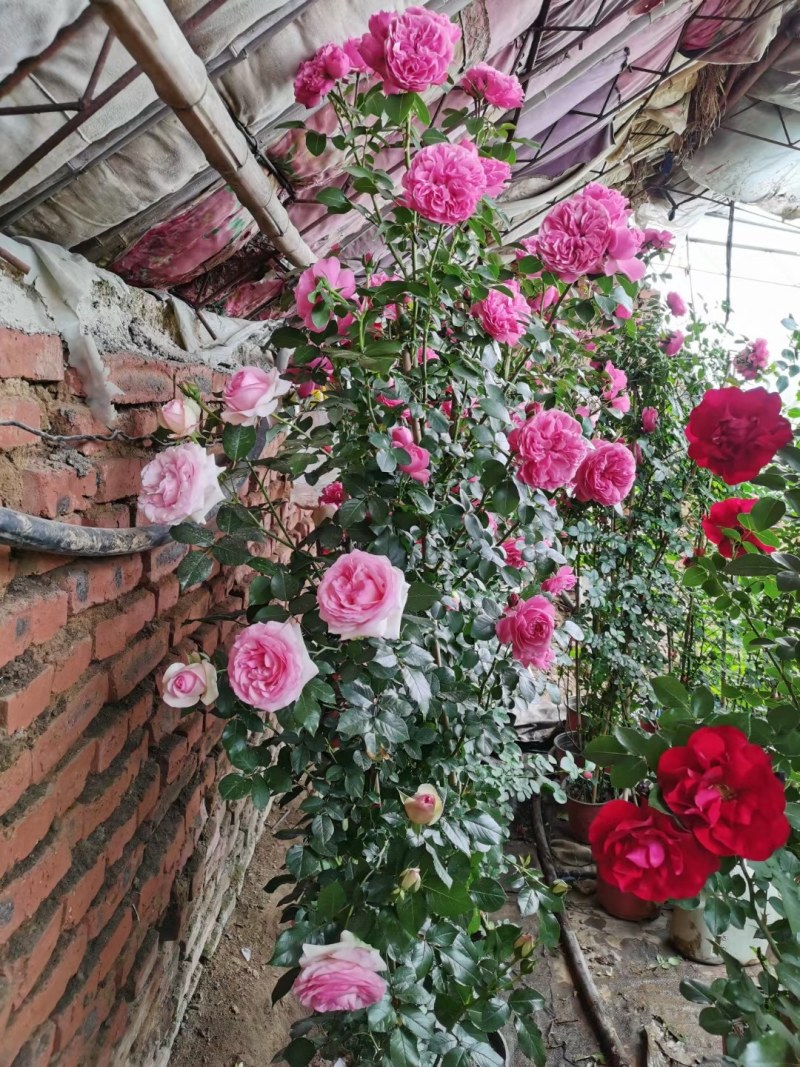 藤本月季，红花蔷薇，浓香爬藤庭院，植物盆栽阳台花卉，藤本