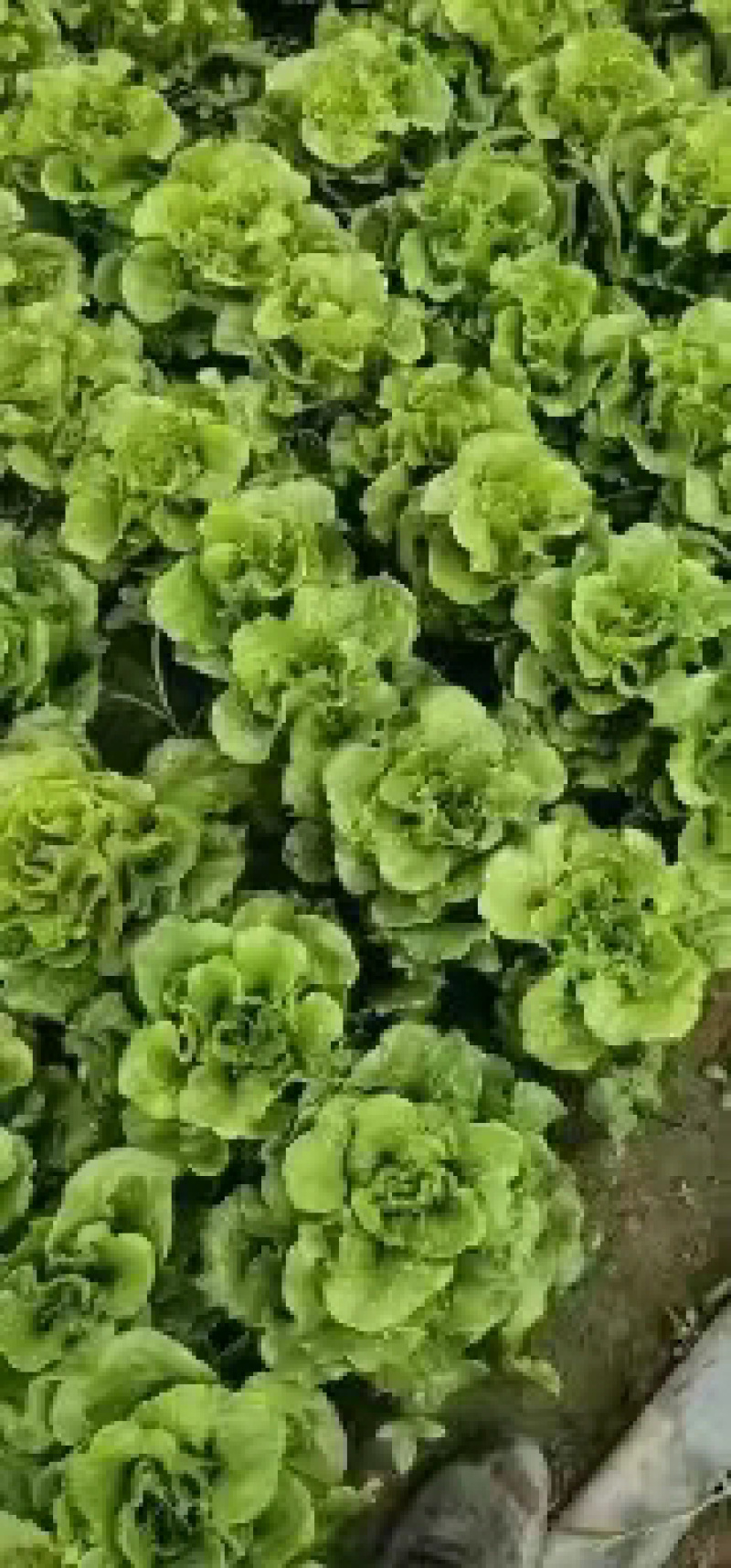 精品生菜货源充足品质保证一手货源欢迎选购