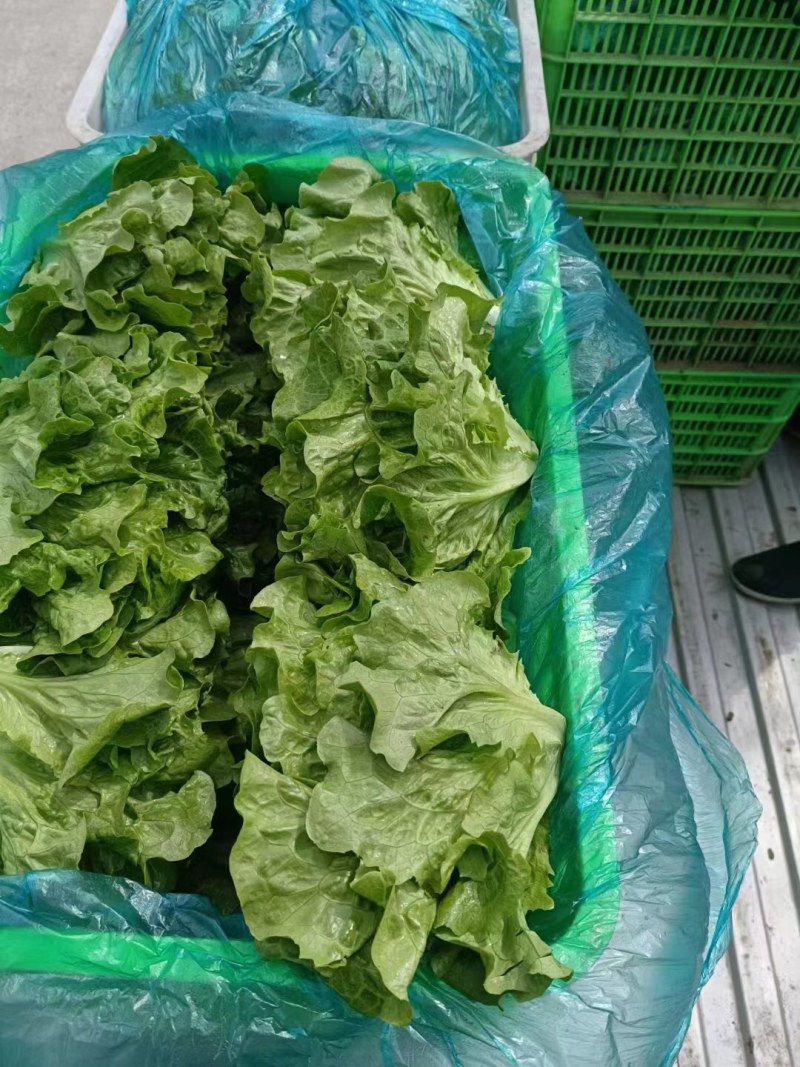 精品生菜货源充足品质保证一手货源欢迎选购