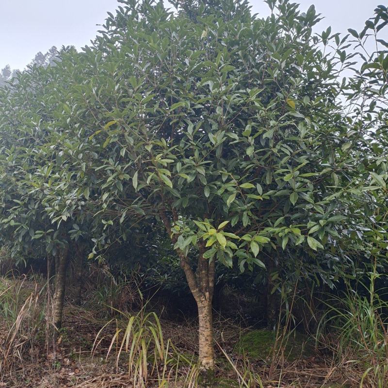 10公分低分枝精品桂花（苗圃直供，树型精品，价格实惠）