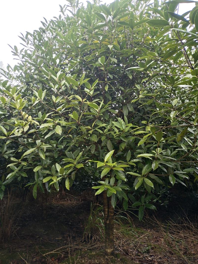 10公分低分枝精品桂花（苗圃直供，树型精品，价格实惠）