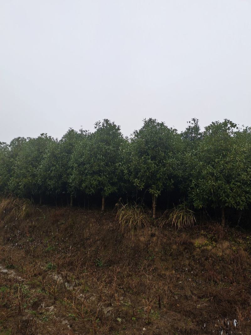 10公分低分枝精品桂花（苗圃直供，树型精品，价格实惠）