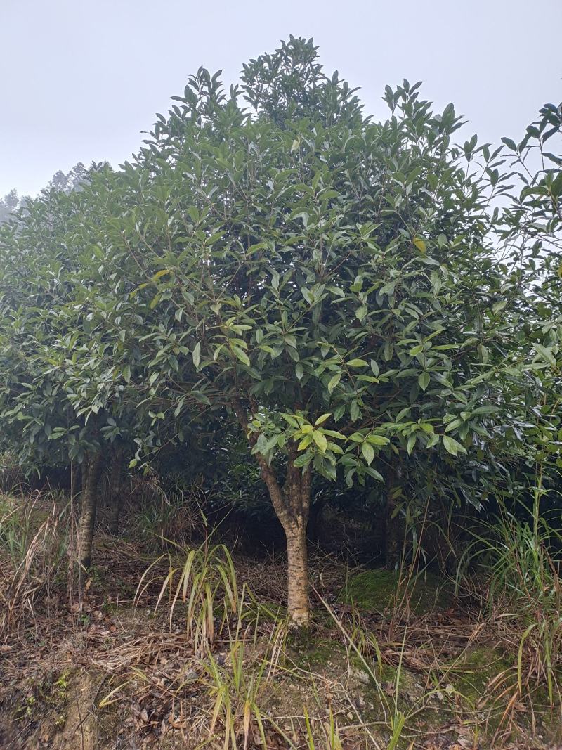 10公分低分枝精品桂花（苗圃直供，树型精品，价格实惠）